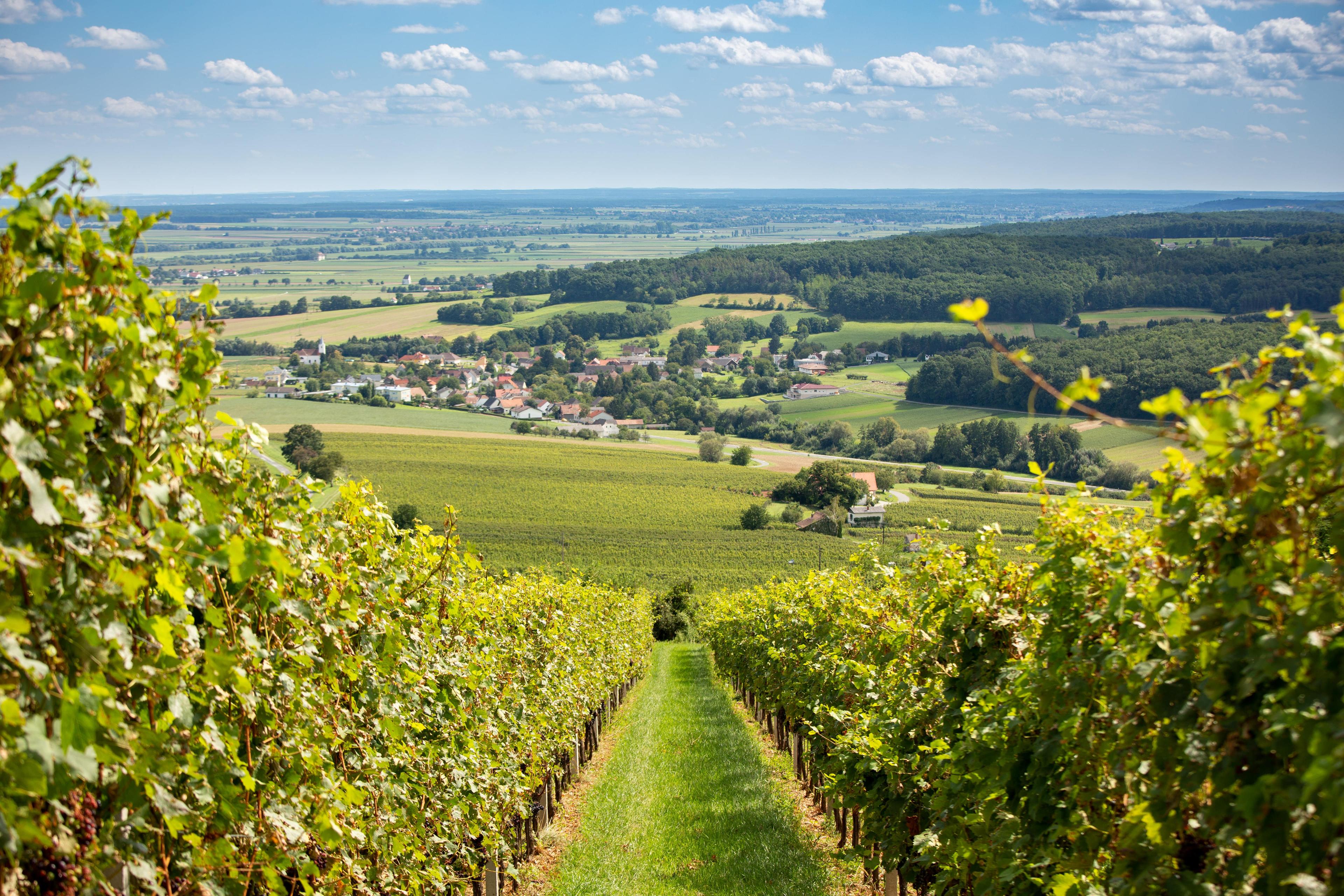 Eine malerische Ansicht der Weinberge im Burgenland unter einem klaren blauen Himmel.